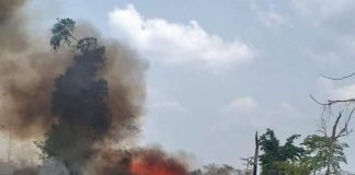 NDLEA Destroys 255 Hectares Of Cannabis Farm In Ondo, Arrests 13