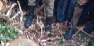 Man Kills Lion With Bare Hands