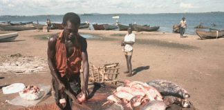 Man Stabs Brother To Death Over Firewood