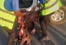 BREAKING NEWS: Antelope Collision Grounds Air Peace Plane At Asaba Airport