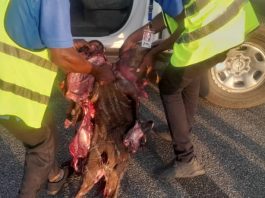 BREAKING NEWS: Antelope Collision Grounds Air Peace Plane At Asaba Airport