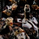 BREAKING NEWS: Bird Flu Hits Taraba State