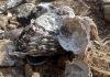 Climate Change Threatens Oysters In Northern Nigeria As Journalist Calls For Urgent Conservation Action