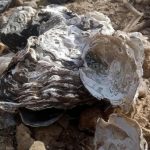 Climate Change Threatens Oysters In Northern Nigeria As Journalist Calls For Urgent Conservation Action