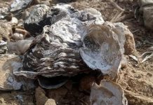 Climate Change Threatens Oysters In Northern Nigeria As Journalist Calls For Urgent Conservation Action