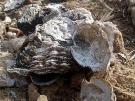 Climate Change Threatens Oysters In Northern Nigeria As Journalist Calls For Urgent Conservation Action